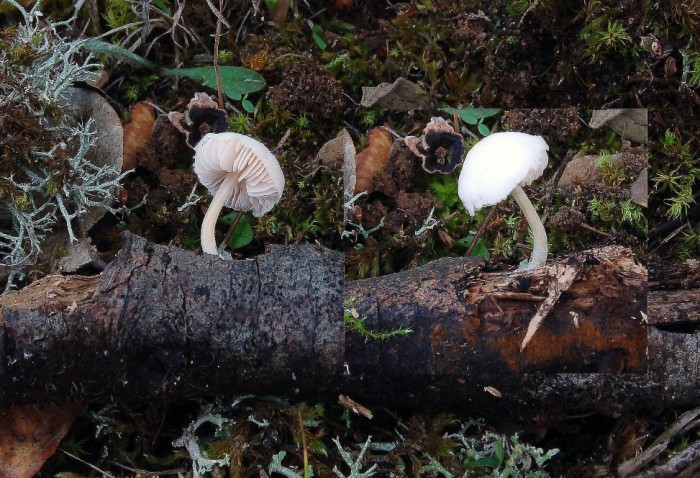 Pluteus secc. Hispidoderma (cfr. P. semibulbosus)